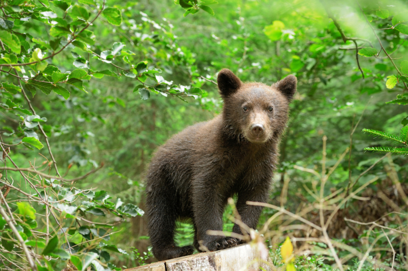 Volodymyr Burdiak / Shutterstock.com