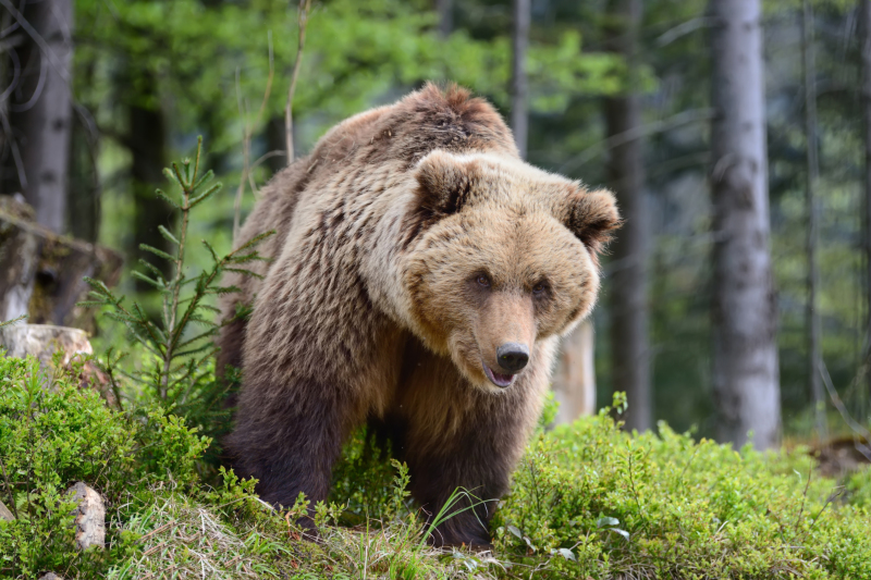 Volodymyr Burdiak / Shutterstock.com